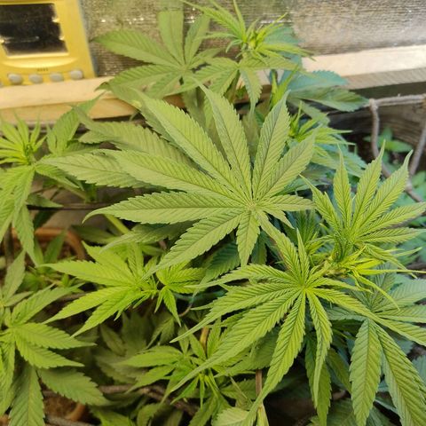 #skunk1 growlog timeline photo