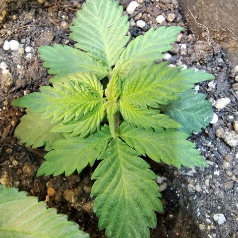 Purple lemonade#2 growlog timeline photo