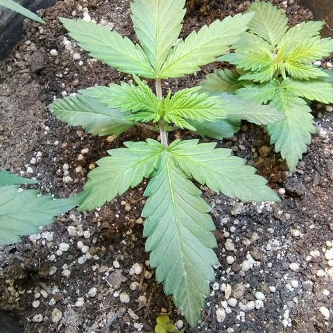 Purple lemonade growlog timeline photo
