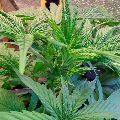 #skunk1 growlog timeline photo