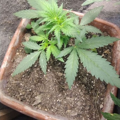 Diabo rojo growlog timeline photo