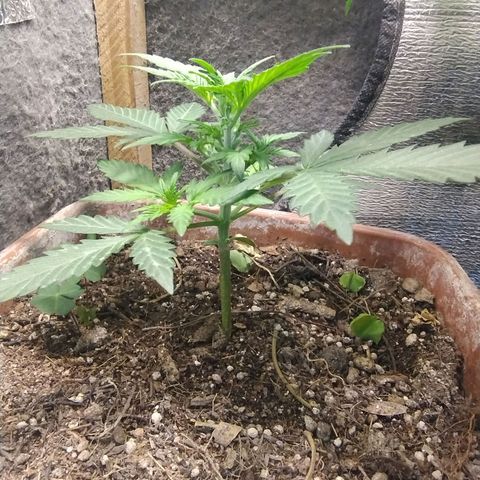 Diabo rojo growlog timeline photo