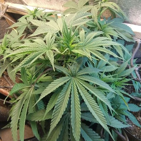 #skunk1 growlog timeline photo