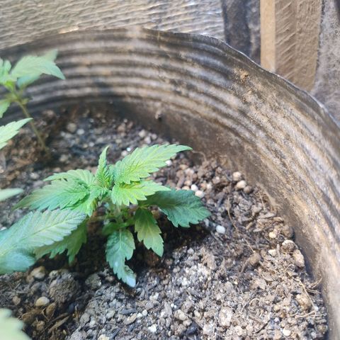 Purple lemonade#2 growlog timeline photo