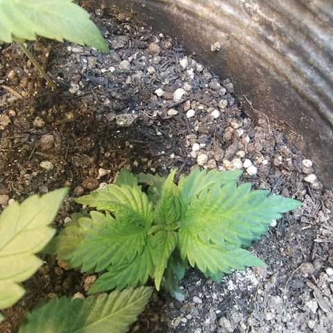 Purple lemonade#2 growlog timeline photo