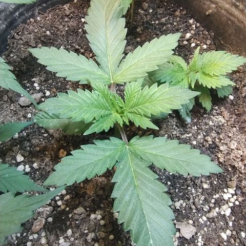 Purple lemonade growlog timeline photo