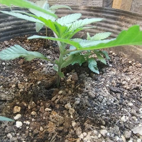 Purple lemonade growlog timeline photo