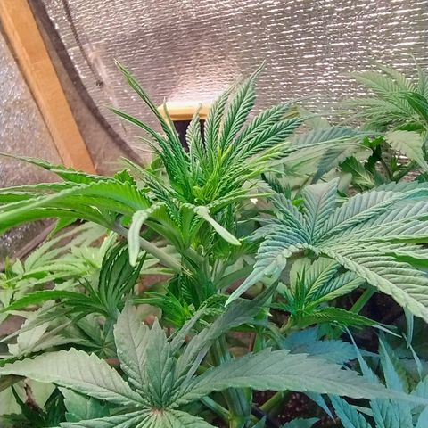 #skunk1 growlog photo: Hoje observei que está saindo  pestilos em todas as retificações 