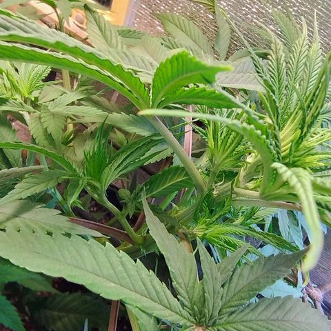 #skunk1 growlog photo: Hoje observei que está saindo  pestilos em todas as retificações 