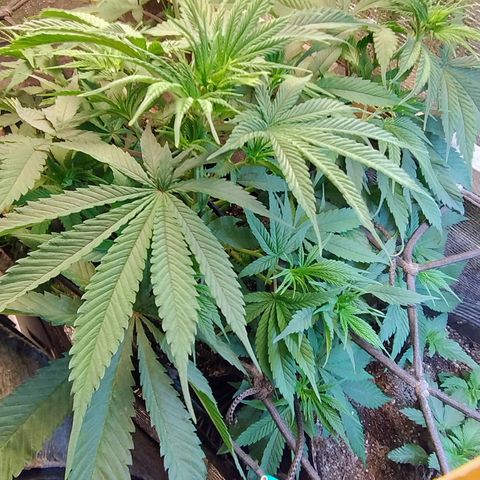 #skunk1 growlog photo: Hoje observei que está saindo  pestilos em todas as retificações 