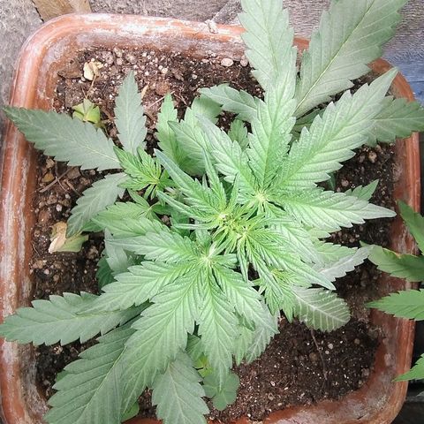 Diabo rojo growlog photo: Fiz uma rega com nutrientes 04/14/08 e a planta apresentou estar reagindo bem, com a nutrição,mais pestilos aparentes e folhas maiores