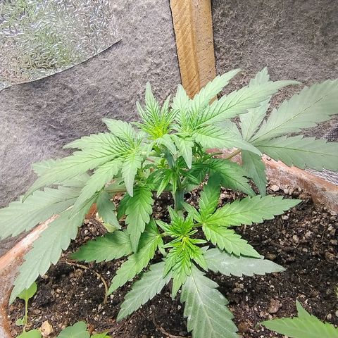Diabo rojo growlog photo: Fiz uma rega com nutrientes 04/14/08 e a planta apresentou estar reagindo bem, com a nutrição,mais pestilos aparentes e folhas maiores