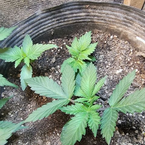 Purple lemonade#2 growlog timeline photo