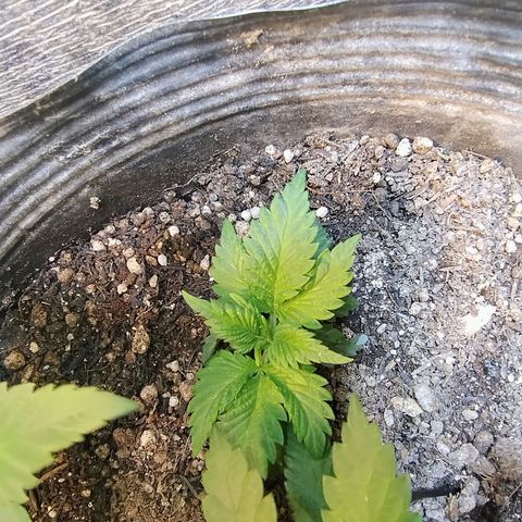 Purple lemonade#2 growlog timeline photo