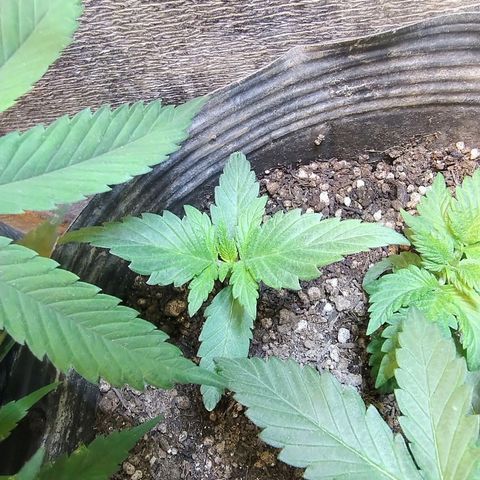 Purple lemonade growlog timeline photo