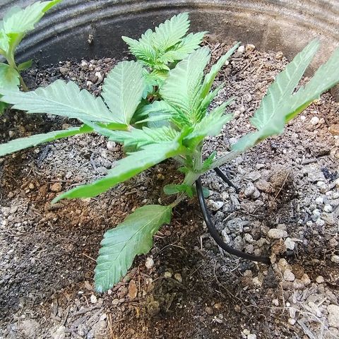 Purple lemonade growlog timeline photo
