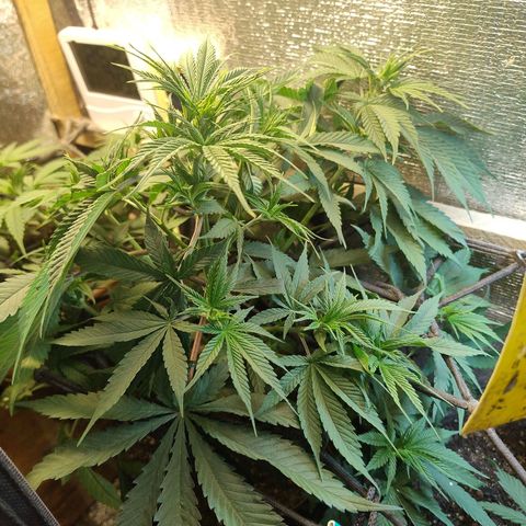 #skunk1 growlog timeline photo