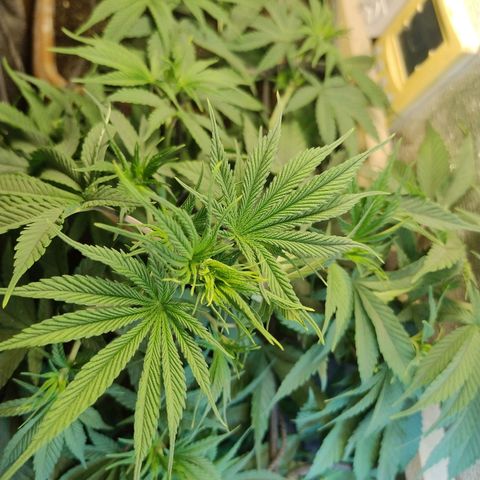 #skunk1 growlog timeline photo