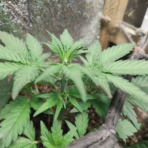 Diabo rojo growlog timeline photo