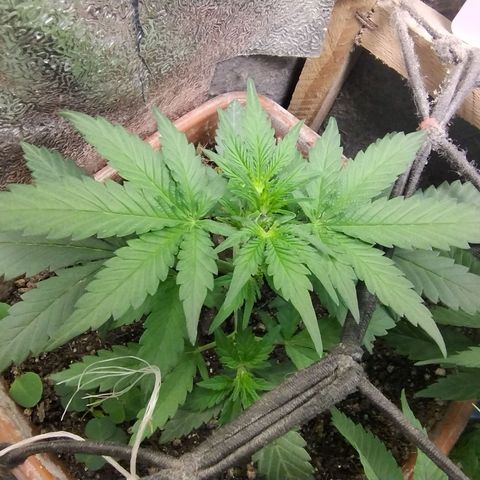 Diabo rojo growlog timeline photo