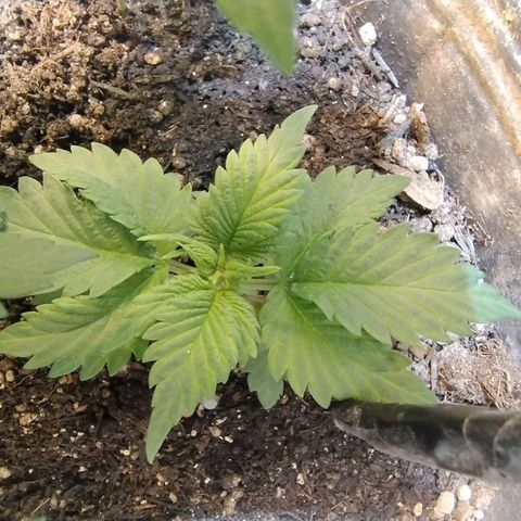 Purple lemonade#2 growlog timeline photo