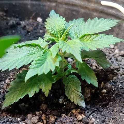 Purple lemonade#2 growlog timeline photo