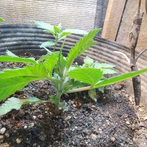 Purple lemonade growlog timeline photo