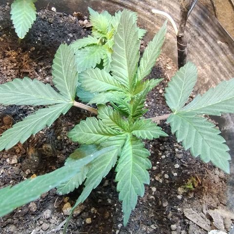 Purple lemonade growlog timeline photo