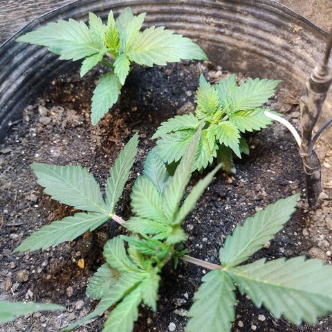 Purple lemonade growlog timeline photo