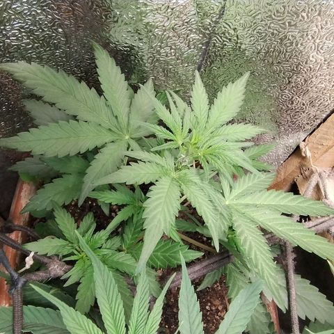 Diabo rojo growlog timeline photo