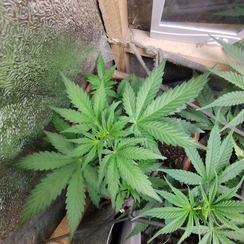 Diabo rojo growlog timeline photo