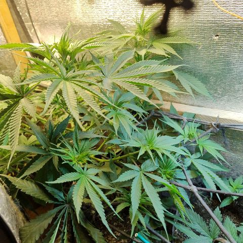 #skunk1 growlog timeline photo