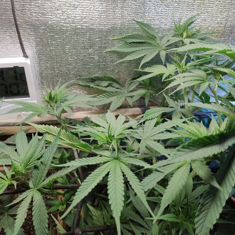 #skunk1 growlog timeline photo