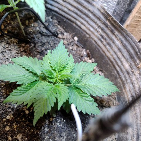 Purple lemonade#2 growlog timeline photo