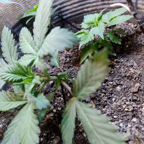 Purple lemonade growlog timeline photo