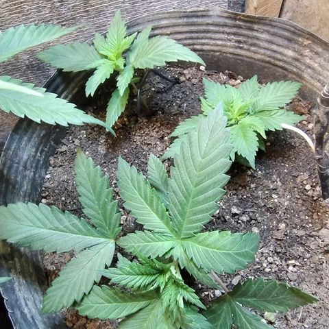 Purple lemonade growlog timeline photo