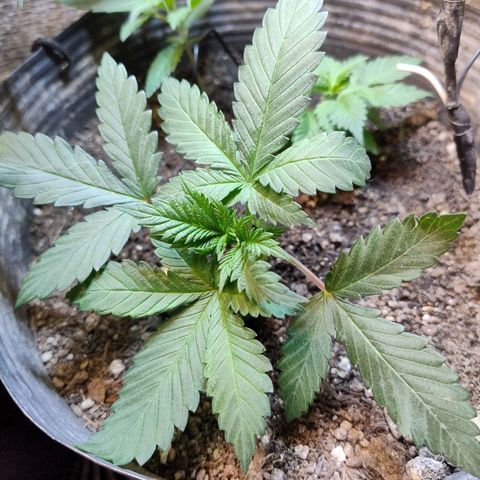 Purple lemonade growlog timeline photo