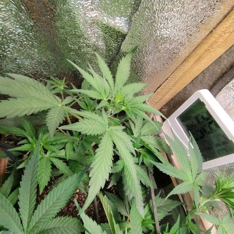 Diabo rojo growlog timeline photo