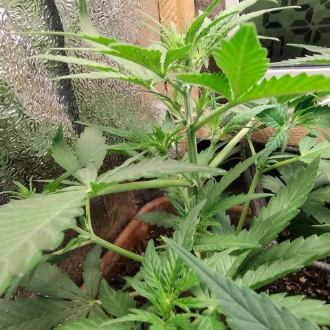 Diabo rojo growlog timeline photo
