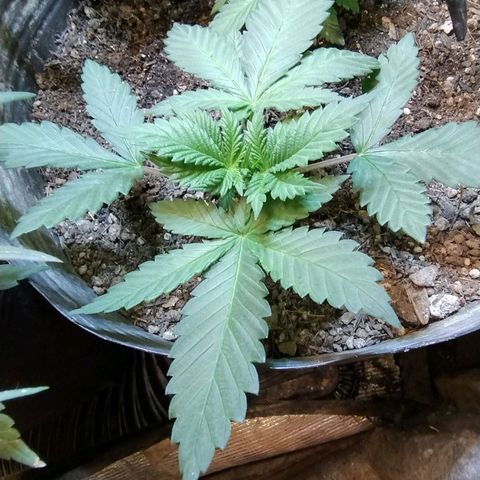 Purple lemonade growlog timeline photo