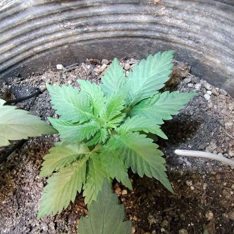 Purple lemonade#2 growlog timeline photo