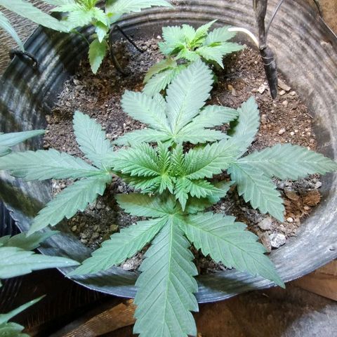 Purple lemonade growlog timeline photo
