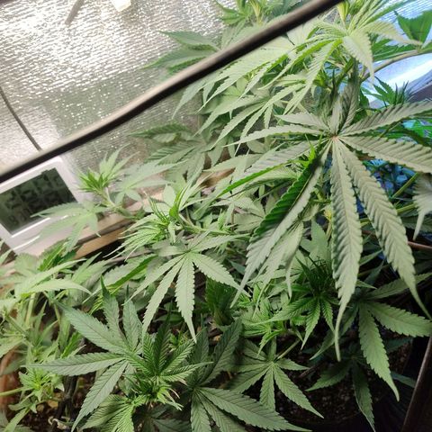 #skunk1 growlog timeline photo