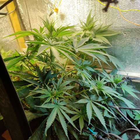 #skunk1 growlog timeline photo