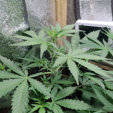 Diabo rojo growlog timeline photo
