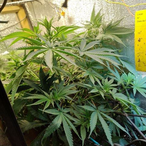 #skunk1 growlog timeline photo