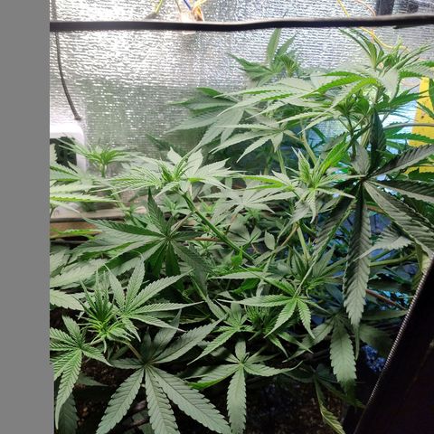 #skunk1 growlog timeline photo