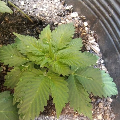 Purple lemonade#2 growlog timeline photo