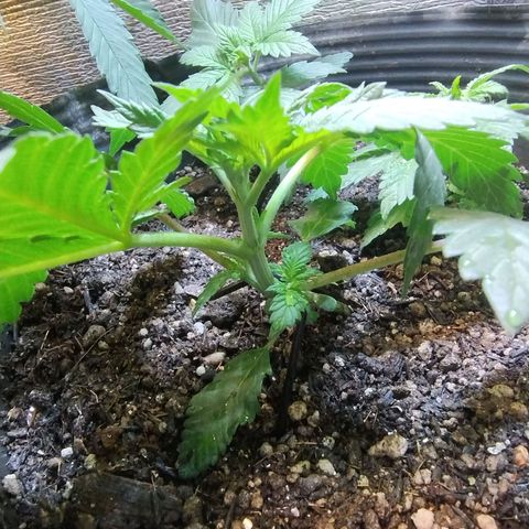 Purple lemonade growlog timeline photo