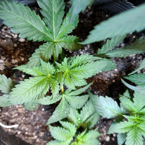 Purple lemonade growlog timeline photo